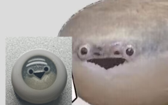 A Sakaban turtle got in my eye—squid!