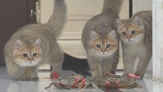 Ketika kucing bertemu kepiting kecil