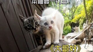 喵师傅今天“巡视领地”，“小猫咪们表现不错，本喵很欣慰”！