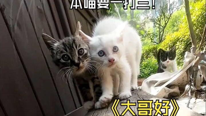 喵师傅今天“巡视领地”，“小猫咪们表现不错，本喵很欣慰”！