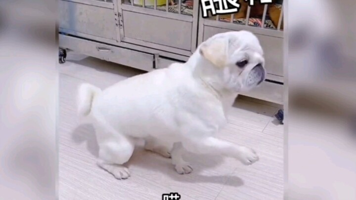 “Bukankah setelah berdirinya negara dilarang bagi hewan untuk menjadi makhluk berjiwa?”