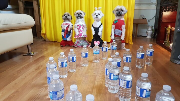 Bốn bé chó thông minh vượt chướng ngại vật/Four smart dogs overcome the obstacles.