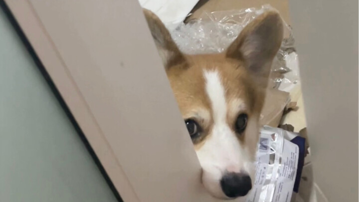 The moment dog owners hit rock bottom!