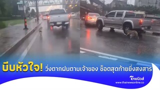 บีบหัวใจ "น้องหมา" วิ่งตากฝนกลางถนน ตามรถเจ้าของแทบขาดใจ ช็อตสุดท้ายยิ่งสงสาร! | social-42-GT