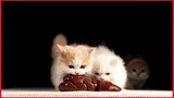 Kitten Eats Beef Kidney / Cat Mukbang.