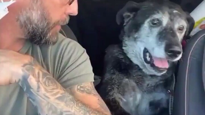 Love can change everything! 16-year-old Henry, an old dog with AI syndrome, was abandoned at a shelt