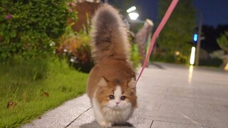 Tupai berkepala kucing? Apakah ini nyata atau palsu?!