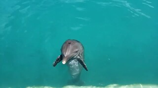Dolphin Sounds