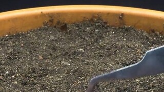 ชมมะเขือเทศที่เติบโตจากเมล็ดในหนึ่งนาที