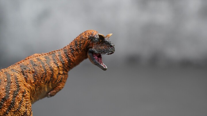 PNSO Carnotaurus Review