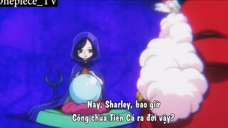 Lời tiên tri của sharley tương lai về công chúa người cá #Onepiece