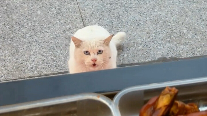 Semua orang bilang: Kucing ini bakal jadi kucing keberuntungan saat dewasa!