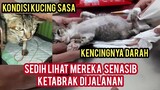 Anak Kucing Lumpuh Menangis Sambil Ngesot part 2 Di Rawat Di klinik Karena Kecingnya Berdarah..!