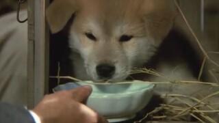 [Remix]For a bowl of milk, Hachi follows the man|<Hachi: A Dog's Tale>