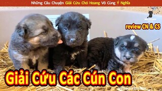 Những Câu Chuyện Giải Cứu Chó Hoang Vô Cùng Ý Nghĩa Và Cảm Động || Review Con Người Và Cuộc Sống