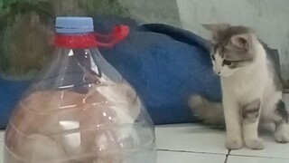 Tingkah Laku Lucu Si Kucing Oyennn