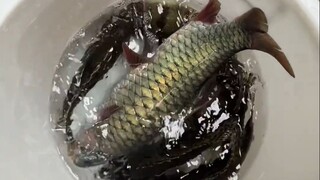 这才是抓鱼的最佳打开方式！