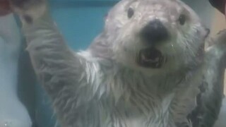 又是海獭🦦时间！