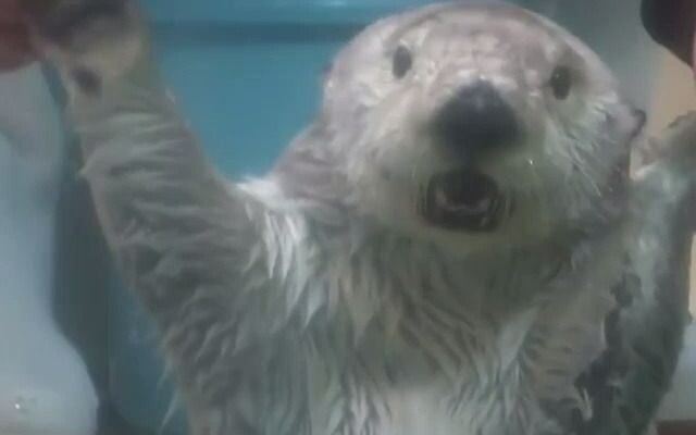 It's sea otter time again! 🦦