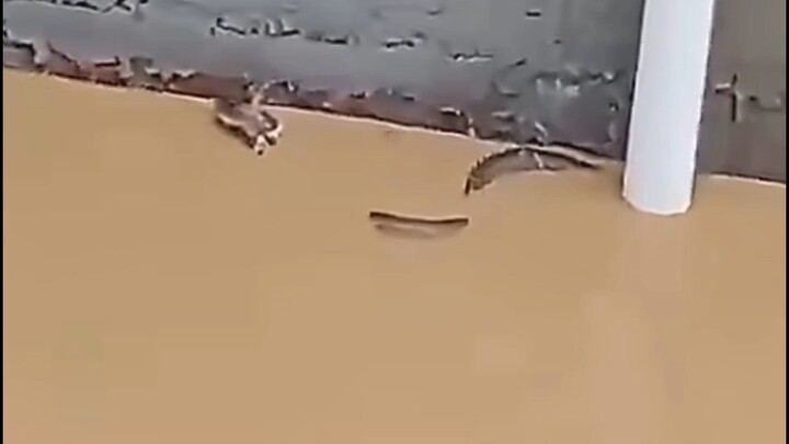 A large number of cobras escaped in Hengzhou, Guangxi, as the snake farm was swept away by floodwate