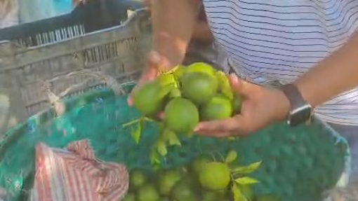Picking Fresh Malta From My Garden 🍊 | Village Life in Bangladesh