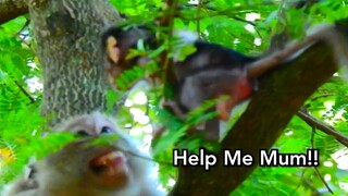 OMG!! BABY Monkey Dax Very Scare Nearly Fall Down Alone, Baby Monkey Call Mum To Help