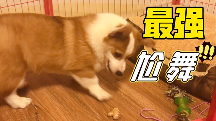 Anjing bisa menari? Corgi layak disebut raja tari canggung!