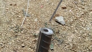 Monyet baja, sangat tahan terhadap kematian
