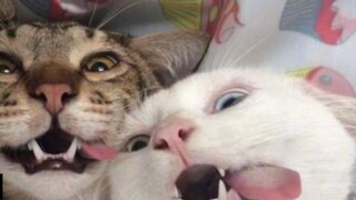 What changes happen to cats after they are neutered? Should cats be neutered?