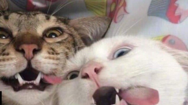 Perubahan apa yang terjadi pada kucing setelah dikebiri? Haruskah kucing dikebiri?