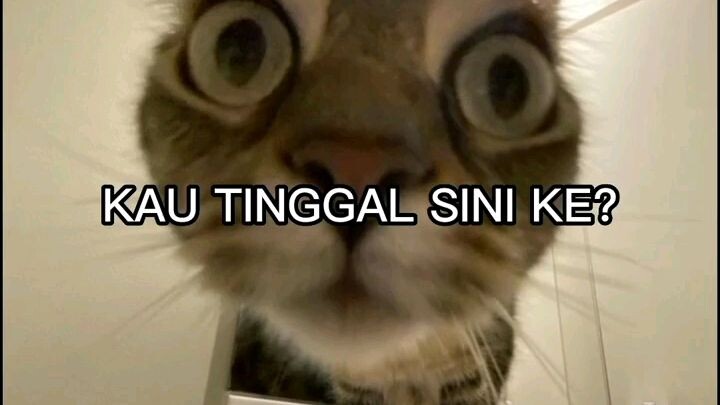 meme ngakak kucing