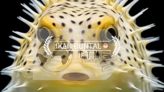 Ikan Buntal — Si Lucu yang Mematikan 🐡