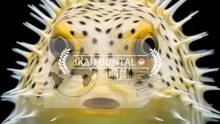 Ikan Buntal — Si Lucu yang Mematikan 🐡