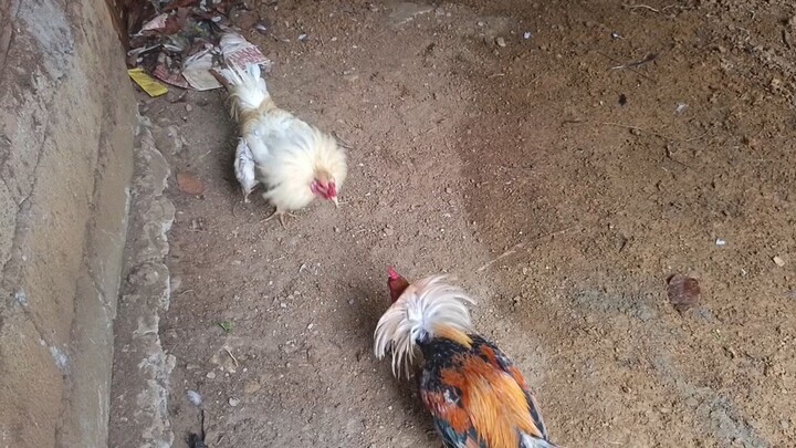 1x raptor pumkin vs 1x puti