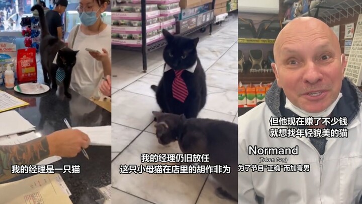 Kondisi sosial semakin memburuk, mari mengintip si manajer kucing kita yang nekat membawa selingkuha
