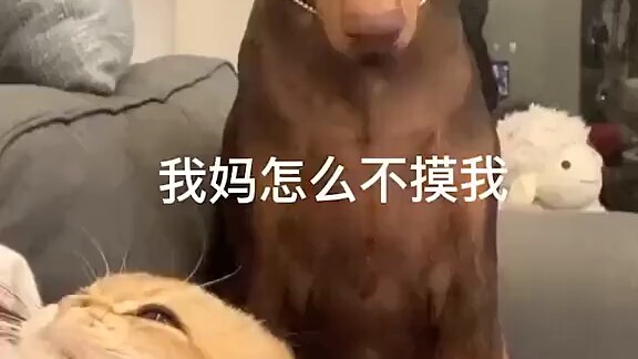 猛男撒娇
