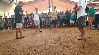 parang tao ang hinahanap ng manok na ito#viral#highlight#suportahan