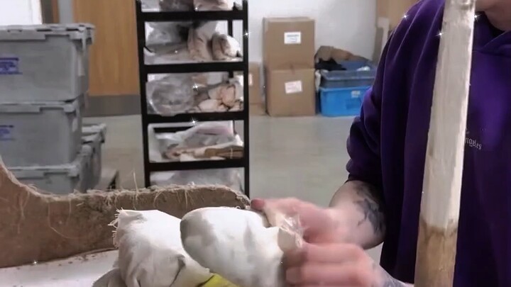This is how ballet pointe shoes are made