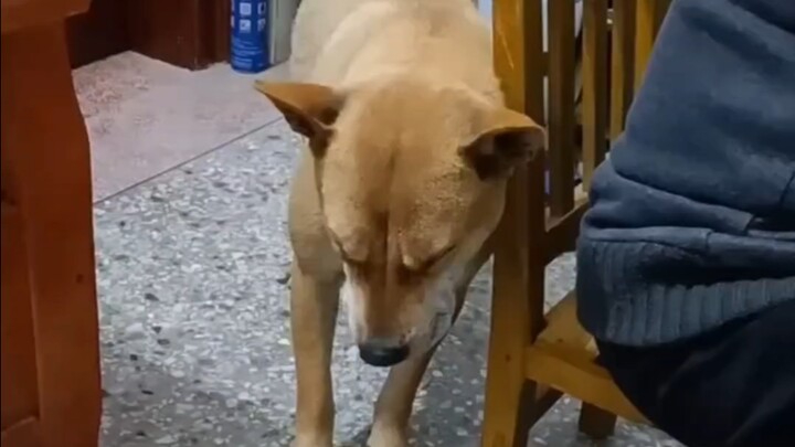 Dù có buồn ngủ đến đâu, Đại Hoàng cũng không muốn ngủ ở nhà người khác.