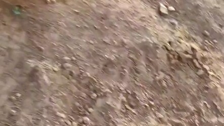 Aku tahu kucing dan kelinci pasti nggak bertingkah baik.