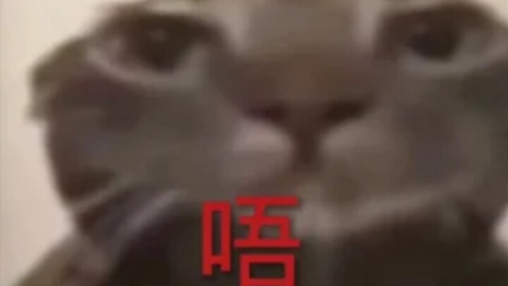Video lucu
