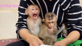 The Most Lovely Three Monkeys Lion, Liheang And Sono Sleep Drinking Milk Very Soft Eyes