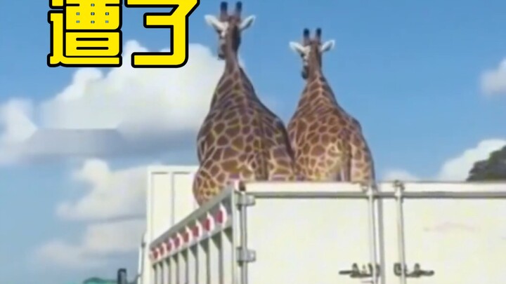 Giraffe: I've been walking on thin ice all the way!