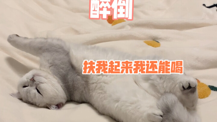 This cat holds its liquor pretty well—it doesn’t get rowdy when it’s drunk!