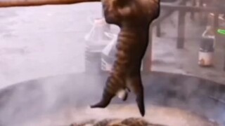 อันตรายนะแมว ฮาทุกฉาก ขำไม่ไหว！#Funny