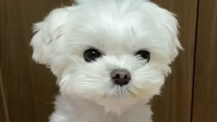 [Maltese] Hang in there—this little pup is working hard to grow up!