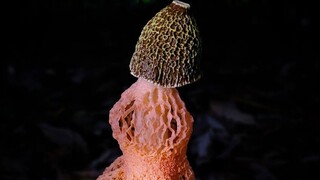 Loại nấm thơm ngon đến mức rụng rời này có tên là kiến thủ thanh, ăn đúng cách thì hai tay giơ lên l