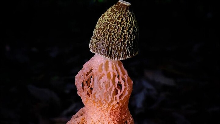 هذا الفطر العطري الشهي للغاية يُسمى "جيانشو تشينغ"، إذا أكلته بشكل صحيح فسترفع إبهاميك عالياً، وإذا 