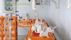 Rabbit farming and processing plant