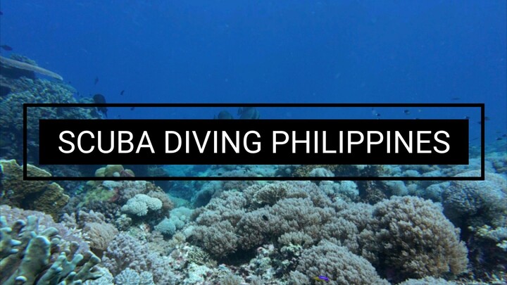 Scuba diving the reefs of Philippines with Critter Hunter 菲律宾 水肺潜水